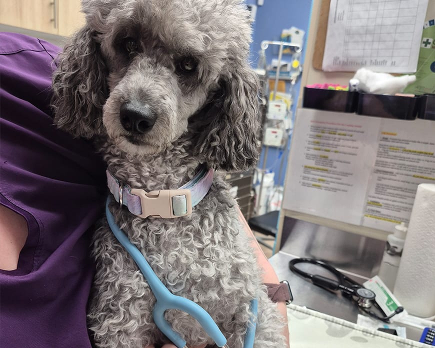 Cat & Dog Wellness Exams, Kanata Veterinarian