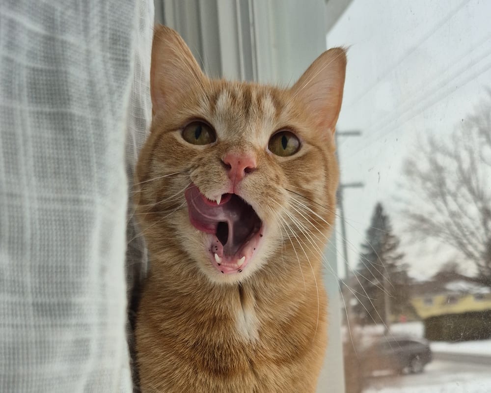 Nutrition Counseling, Kanata Veterinarian